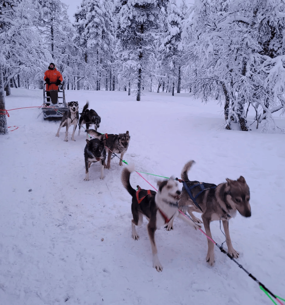 兰+挪威+瑞典这篇攻略藏着冬季顶流玩法澳门新葡京网页北欧极光